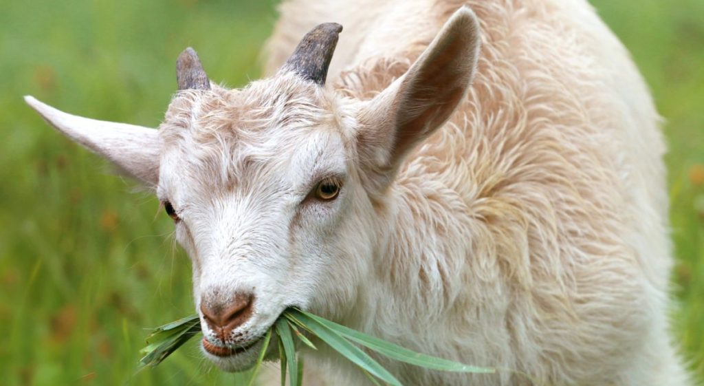 goat-lamb-little-grass-144240